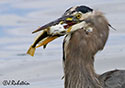 Ardea herodias